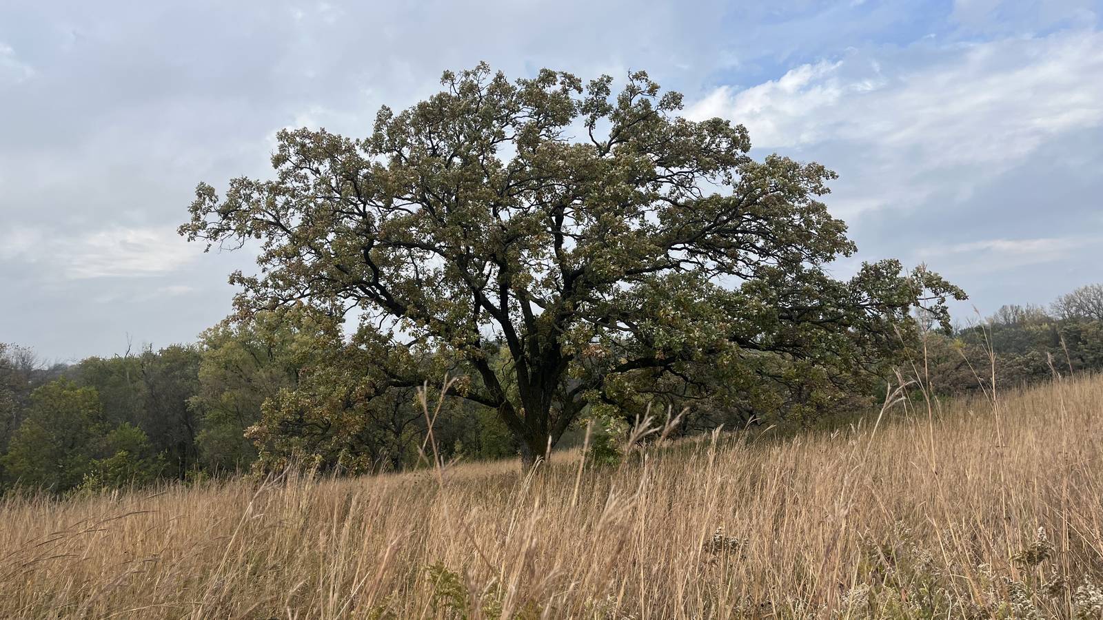 A solitary, broad-crowned oak tree standing in a meadow of tall, dry grass under a cloudy sky.